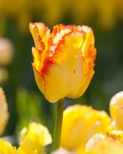 Tulip 'Caribbean Parrot' -Plants And Flowers Shop tulip carribean parrot 10