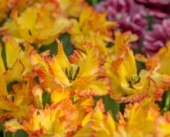 Tulip 'Caribbean Parrot' -Plants And Flowers Shop tulip carribean parrot 3