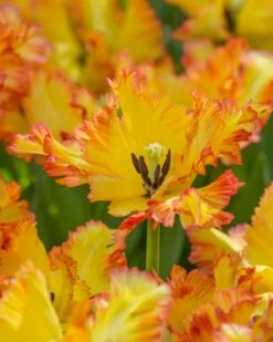 Tulip 'Caribbean Parrot' -Plants And Flowers Shop tulip carribean parrot 4