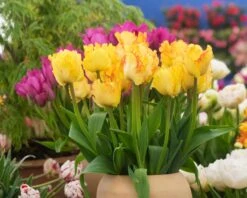 Tulip 'Caribbean Parrot' -Plants And Flowers Shop tulip carribean parrot 5