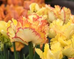 Tulip 'Caribbean Parrot' -Plants And Flowers Shop tulip carribean parrot 6