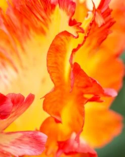 Tulip 'Caribbean Parrot' -Plants And Flowers Shop tulip carribean parrot 7