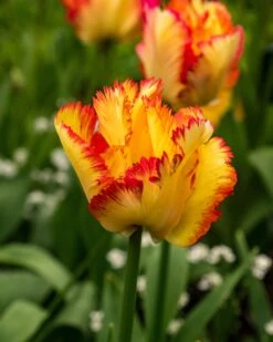 Tulip 'Caribbean Parrot' -Plants And Flowers Shop tulip carribean parrot 8