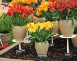Tulip 'Caribbean Parrot' -Plants And Flowers Shop tulip carribean parrot 9