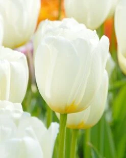 Plants And Flowers Shop 19 Tulip 'Catherina'