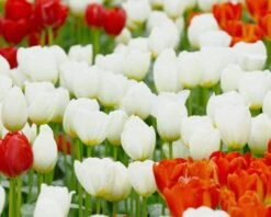 Tulip 'Catherina' -Plants And Flowers Shop tulip catherine 2