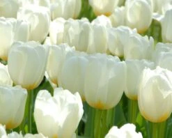 Tulip 'Catherina' -Plants And Flowers Shop tulip catherine 3