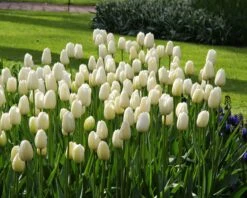 Tulip 'Catherina' -Plants And Flowers Shop tulip catherine 5