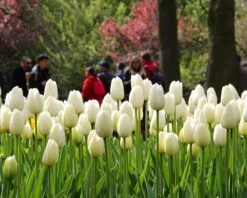 Plants And Flowers Shop -Plants And Flowers Shop tulip catherine 6