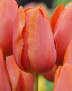 Tulip 'Charade'