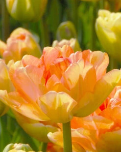 Tulip 'Charming Lady'