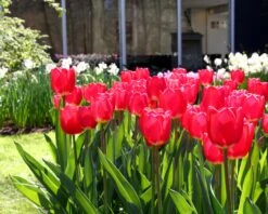 Tulip 'Cherry Delight' 9 Tulip 'Cherry Delight' -Plants And Flowers Shop tulip cherry delight 1