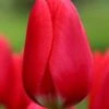Tulip 'Cherry Delight'
