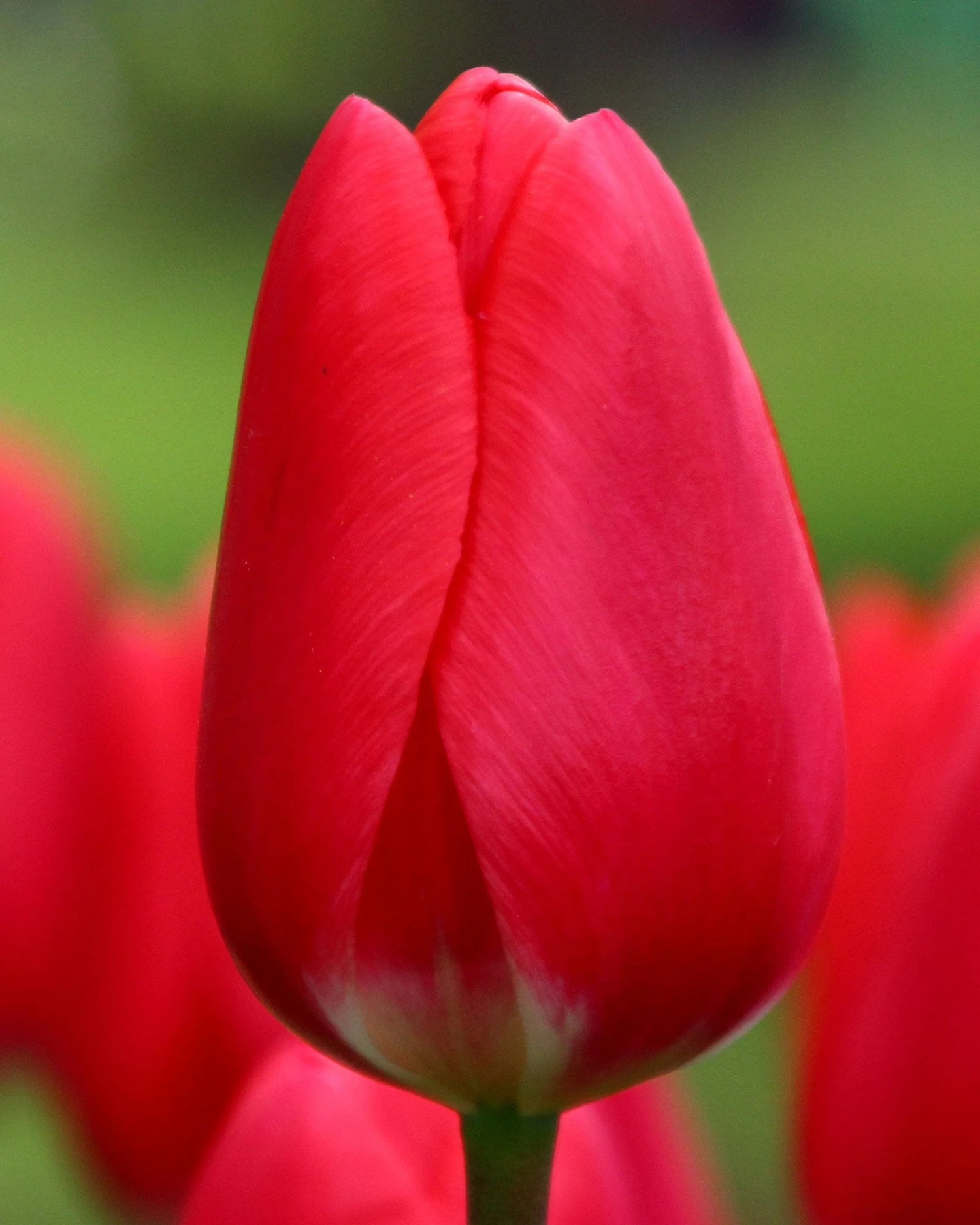 Tulip 'Cherry Delight' 1 Tulip 'Cherry Delight'