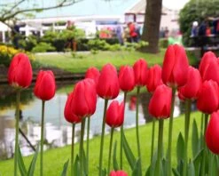 Tulip 'Cherry Delight' 12 Tulip 'Cherry Delight' -Plants And Flowers Shop tulip cherry delight 6