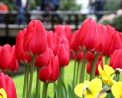 Tulip 'Cherry Delight' 11 Tulip 'Cherry Delight' -Plants And Flowers Shop tulip cherry delight 7