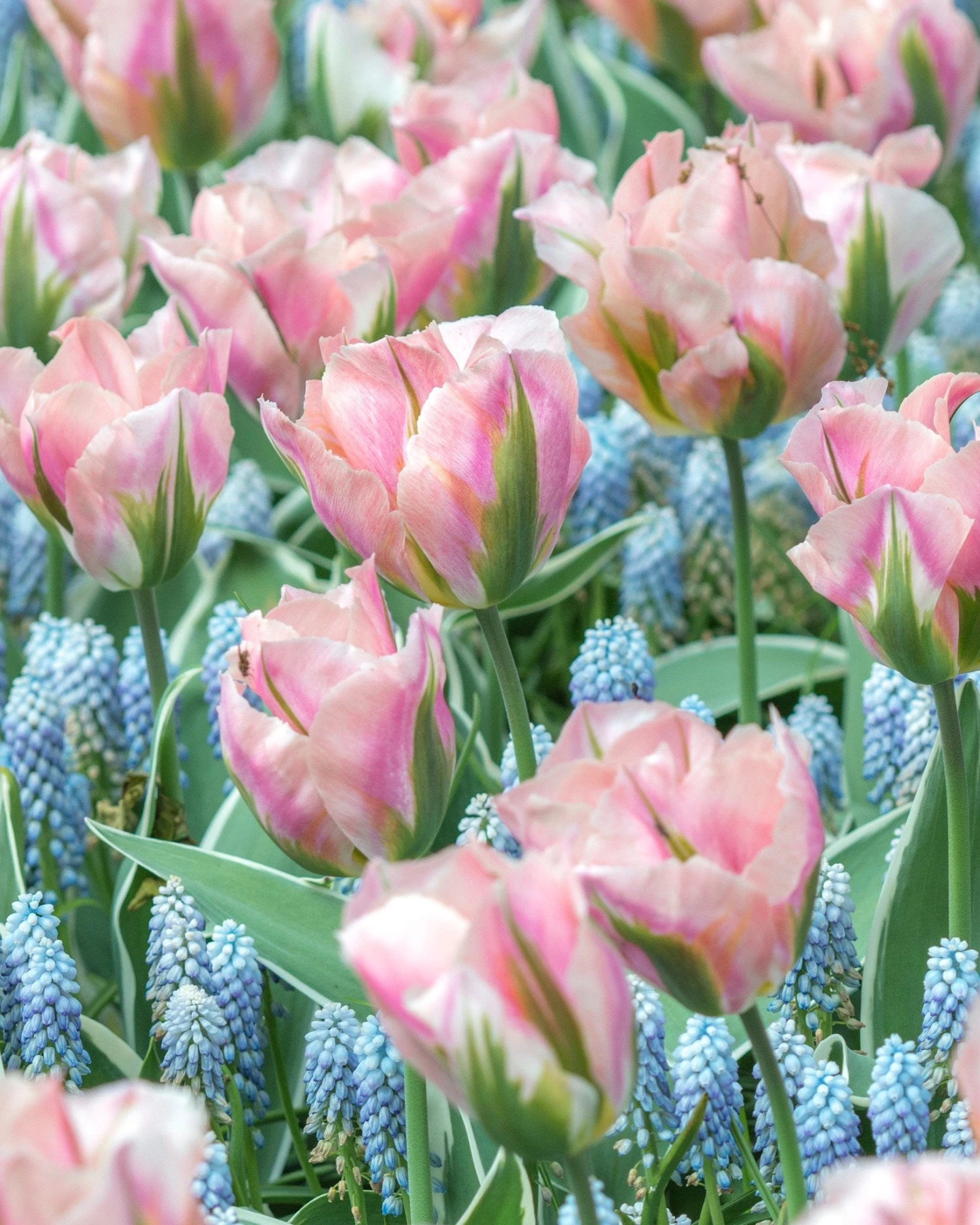 Tulip 'China Town' 1 Tulip 'China Town'