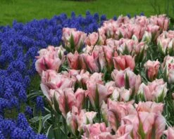 Plants And Flowers Shop -Plants And Flowers Shop tulip china town 1 8b43d114 31b6 44f6 9614 cd1b9b3dd4eb