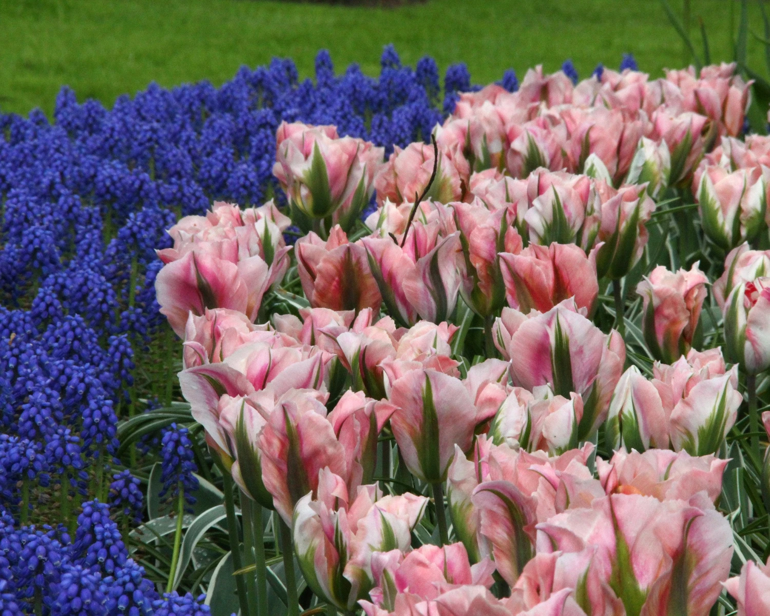 Tulip 'China Town' 2 Tulip 'China Town' - Image 2