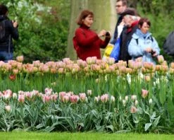 Tulip 'China Town' 8 Tulip 'China Town' -Plants And Flowers Shop tulip china town 3 b2fa9c66 ee19 4102 9f38 50964072caa4