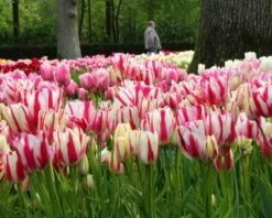 Tulip Collection 'Club Mix' -Plants And Flowers Shop tulip club mix 6