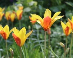 Tulip Clusiana Var. Chrysantha -Plants And Flowers Shop tulip clusiana chrysantha 00