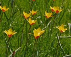 Tulip Clusiana Var. Chrysantha -Plants And Flowers Shop tulip clusiana chrysantha 3