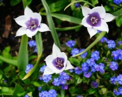 Tulip 'Coerulea Oculata Alba' -Plants And Flowers Shop tulip coerulea oculata alba 1