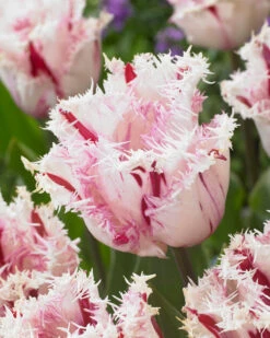 Tulip 'Coldplay' -Plants And Flowers Shop tulip coldplay 1
