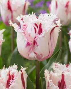 Tulip 'Coldplay' -Plants And Flowers Shop tulip coldplay 2