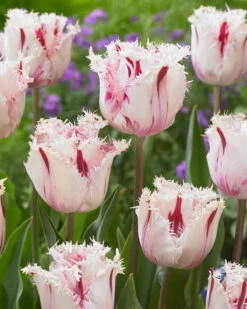 Tulip 'Coldplay' -Plants And Flowers Shop tulip coldplay 3