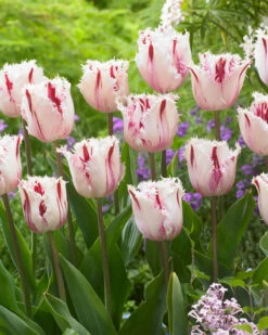 Tulip 'Coldplay' -Plants And Flowers Shop tulip coldplay 4