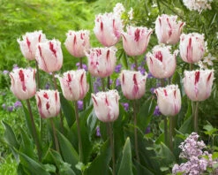 Tulip 'Coldplay' -Plants And Flowers Shop tulip coldplay 5