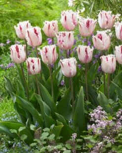 Tulip 'Coldplay' -Plants And Flowers Shop tulip coldplay 6