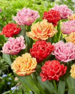 Tulip Collection 'Down Under' 9 Tulip Collection 'Down Under' -Plants And Flowers Shop tulip collection down under 2