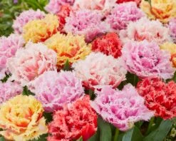 Tulip Collection 'Down Under' 8 Tulip Collection 'Down Under' -Plants And Flowers Shop tulip collection down under 3