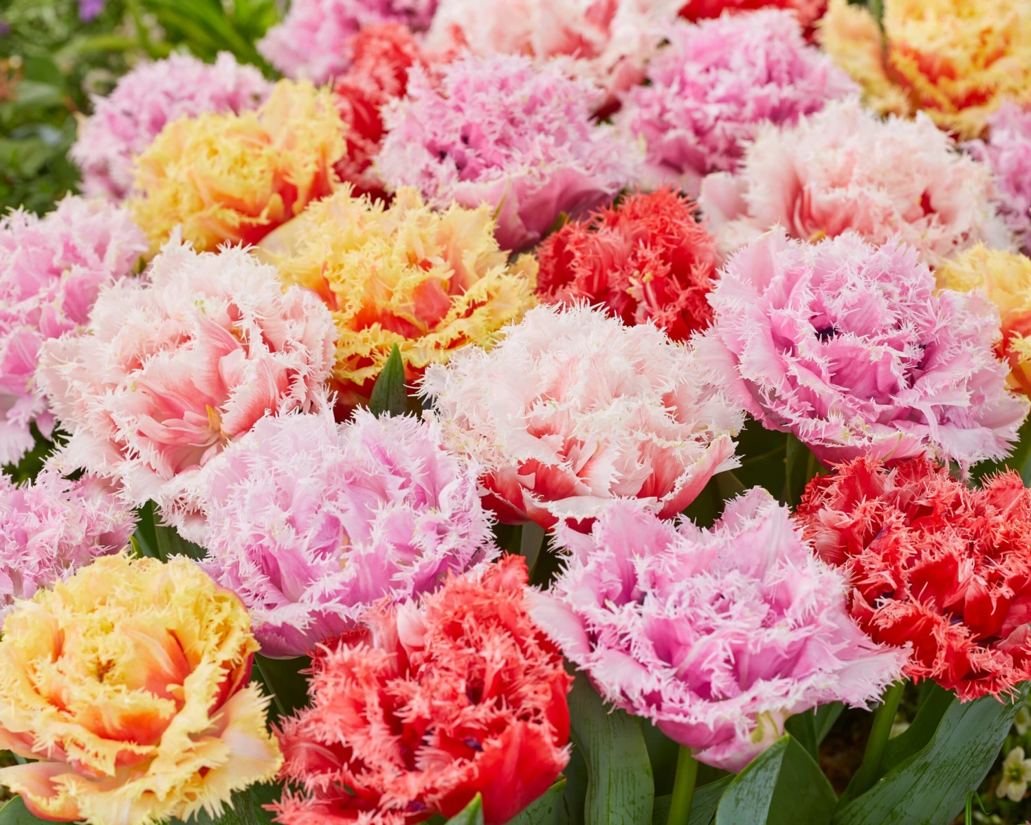 Tulip Collection 'Down Under' 3 Tulip Collection 'Down Under' - Image 3