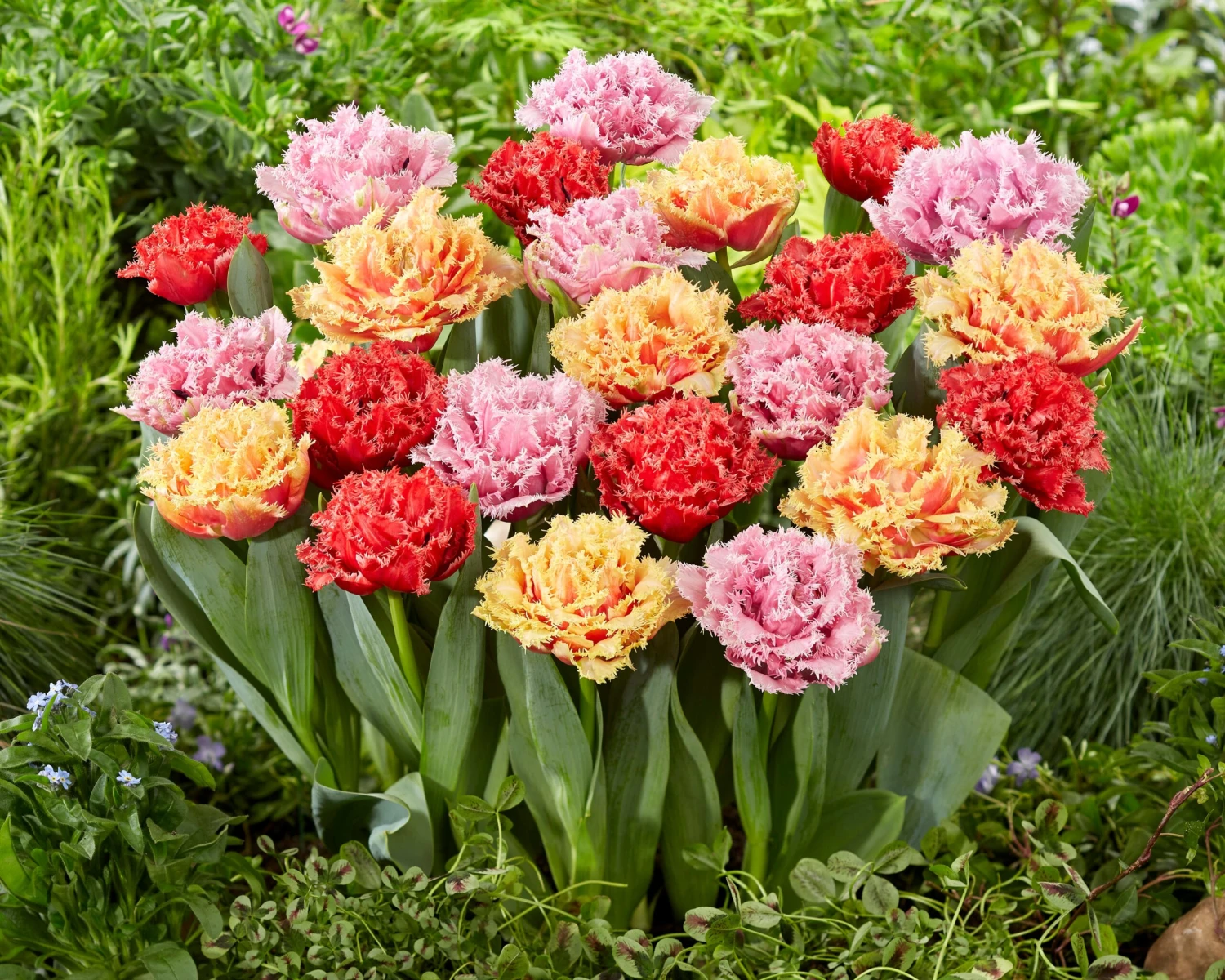 Tulip Collection 'Down Under' 5 Tulip Collection 'Down Under' - Image 5