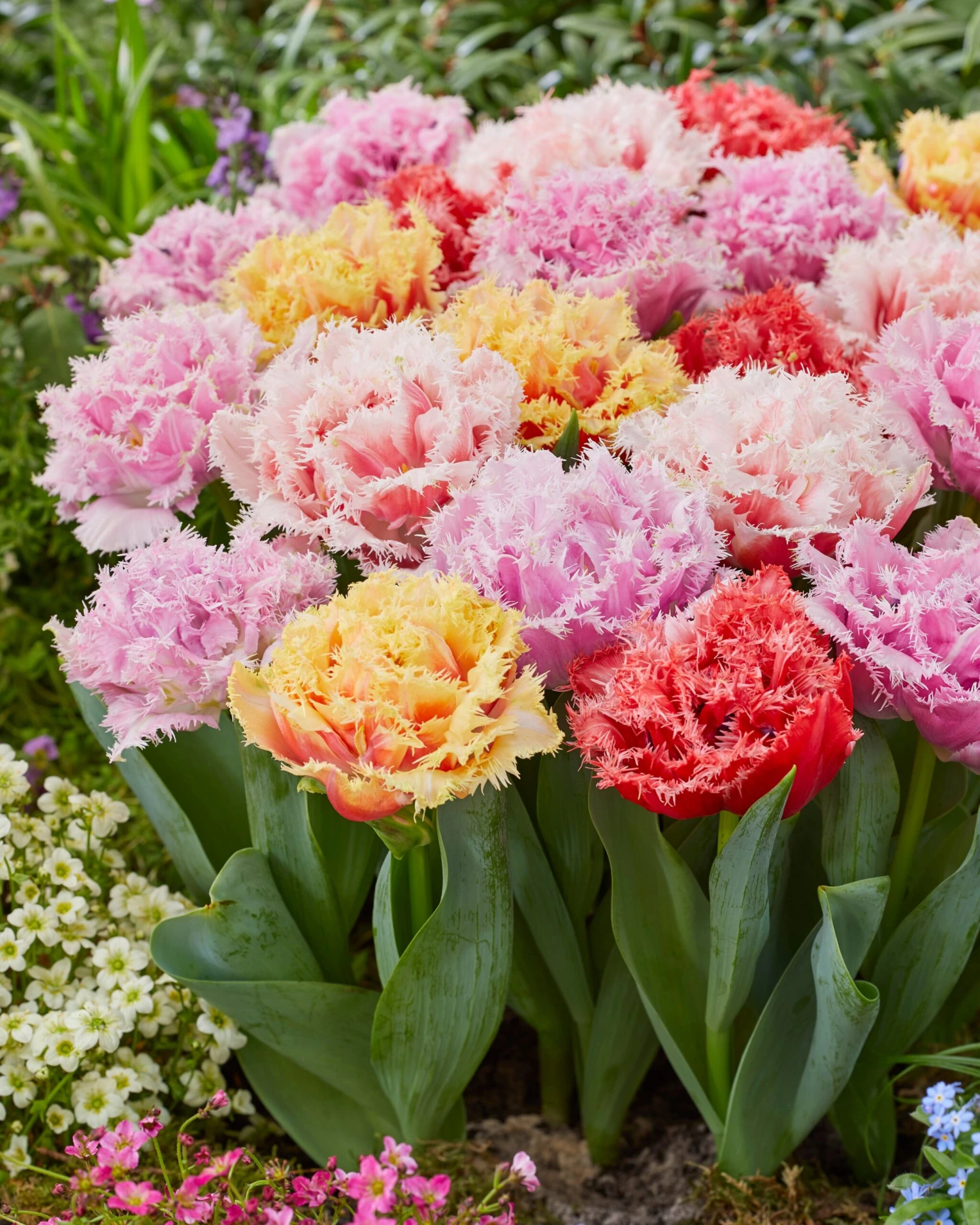 Tulip Collection 'Down Under' 6 Tulip Collection 'Down Under' - Image 6