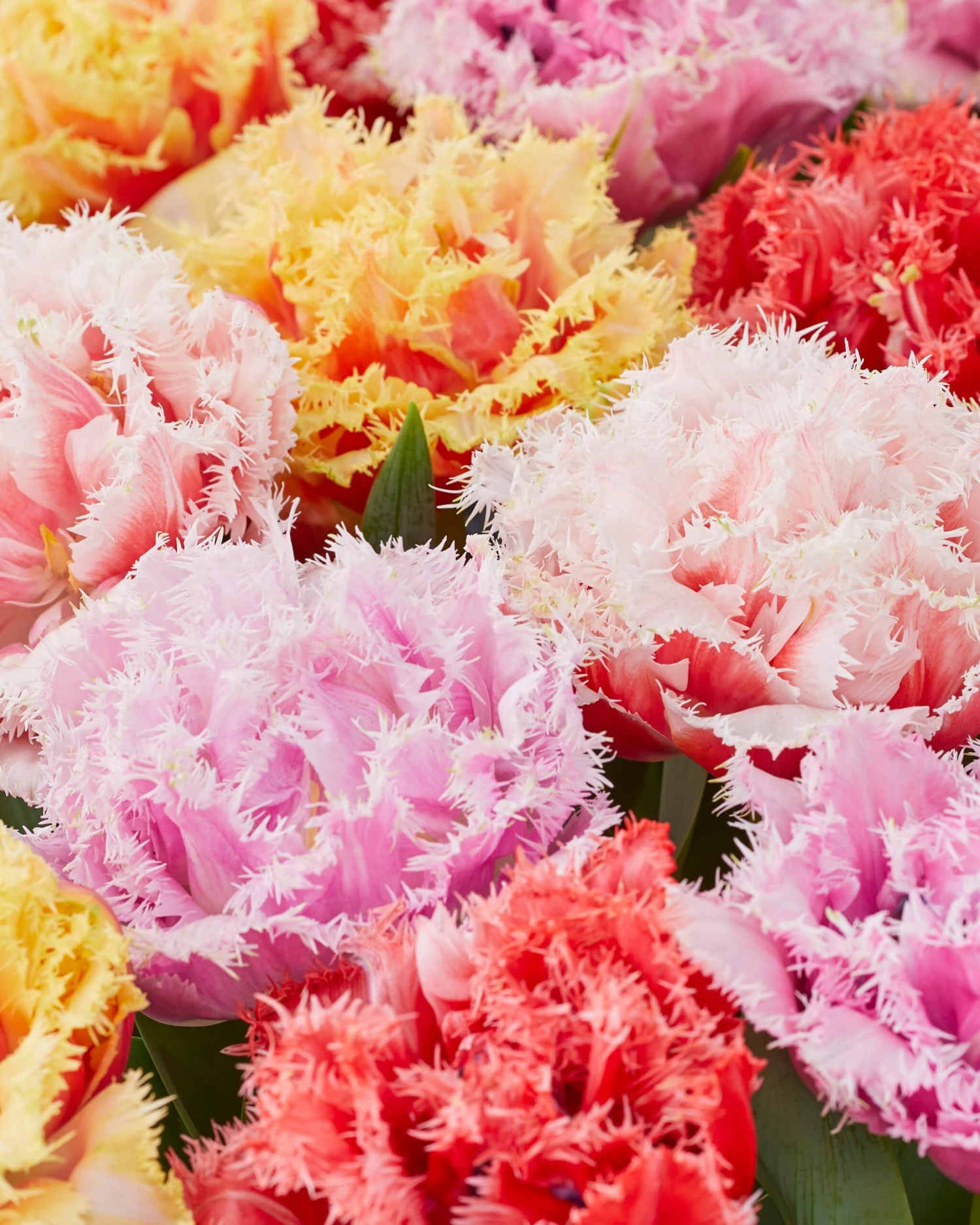 Tulip Collection 'Down Under' 1 Tulip Collection 'Down Under'