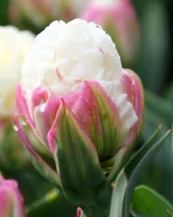 Tulip Collection 'Sorbetto' -Plants And Flowers Shop tulip collection gelato 3 b6151bec 6cb0 4372 b420 d2fd3a575fca