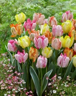 Tulip Collection 'Pastel Parrots' -Plants And Flowers Shop tulip collection pastel parrots 2