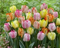 Tulip Collection 'Pastel Parrots' -Plants And Flowers Shop tulip collection pastel parrots 3