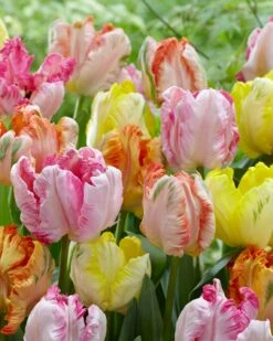 Tulip Collection 'Pastel Parrots' -Plants And Flowers Shop tulip collection pastel parrots 4