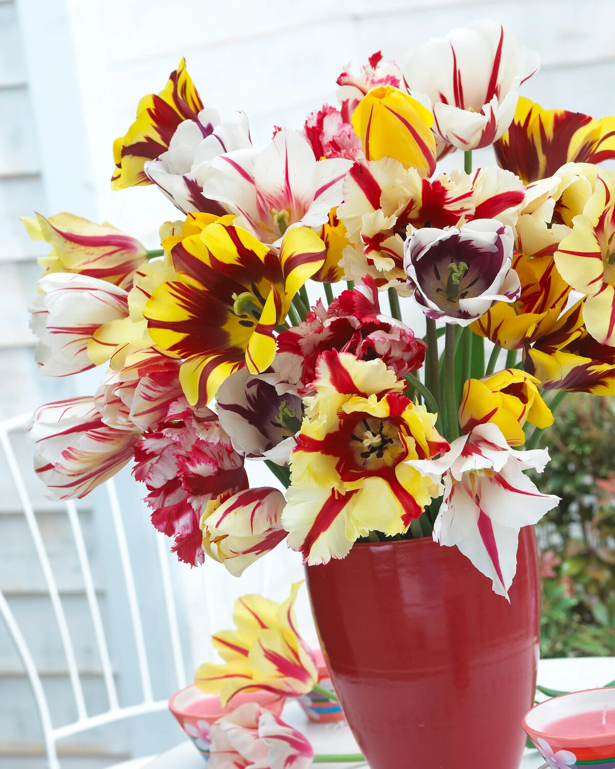 Tulip Collection 'Rembrandt's Strokes' 5 Tulip Collection 'Rembrandt's Strokes' - Image 5