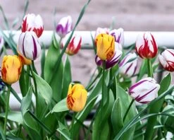 Tulip Collection 'Rembrandt's Strokes' 9 Tulip Collection 'Rembrandt's Strokes' -Plants And Flowers Shop tulip collection rembrandt strokes 3