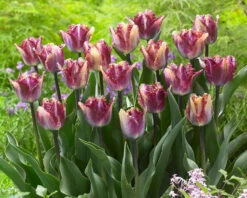 Tulip 'Colour Fusion' -Plants And Flowers Shop tulip colour fusion 10