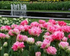 Tulip 'Cool Crystal' -Plants And Flowers Shop tulip cool crystal 10