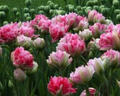 Tulip 'Cool Crystal' -Plants And Flowers Shop tulip cool crystal 7