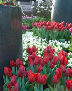 Tulip 'Couleur Cardinal' -Plants And Flowers Shop tulip couleur cardinal 02